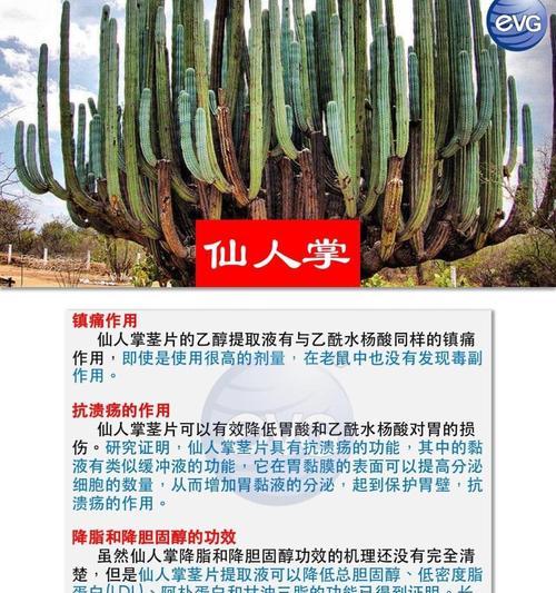 哪里可以买到适合仙人掌的肥料？