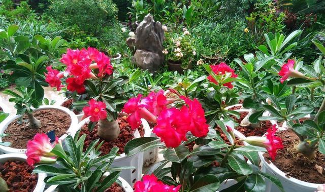 玫瑰花需要保暖吗？不开花的原因是什么？