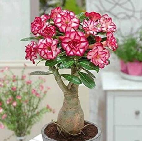 玫瑰花需要保暖吗？不开花的原因是什么？