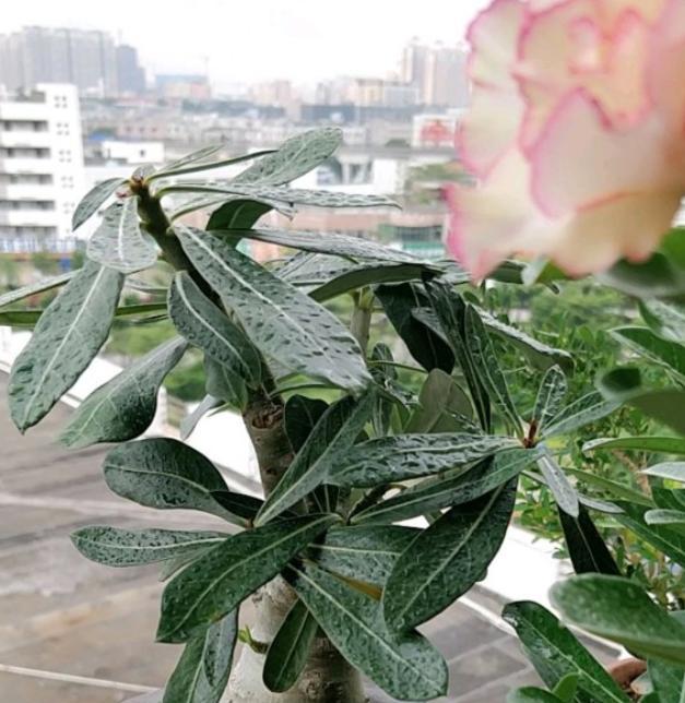 玫瑰花需要保暖吗？不开花的原因是什么？