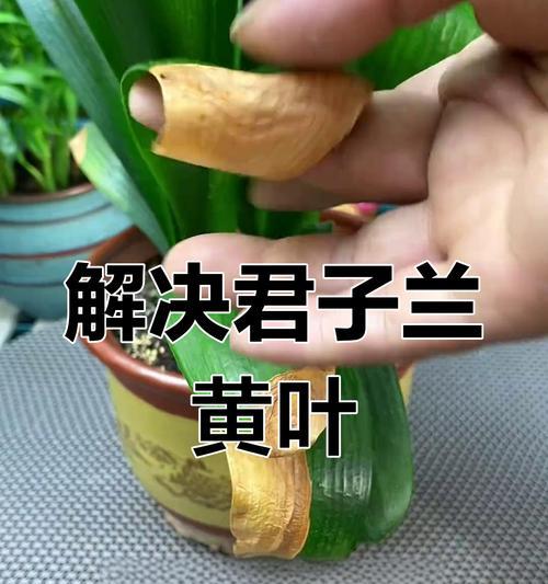 君子兰夏天黄叶烂叶的原因是什么？