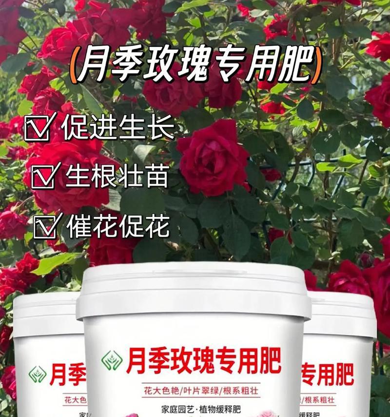 长效玫瑰花肥料如何选择？