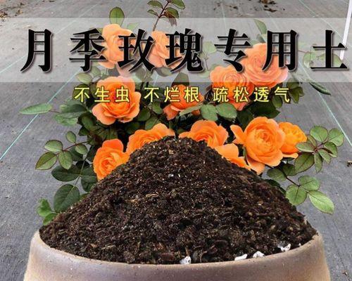 长效玫瑰花肥料如何选择？