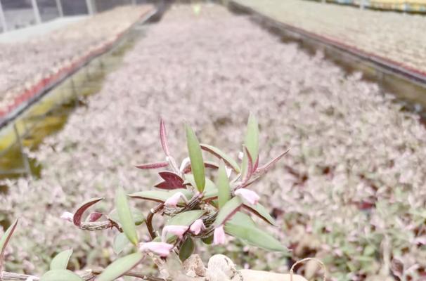 芹姐养殖仙人球的方法是什么？