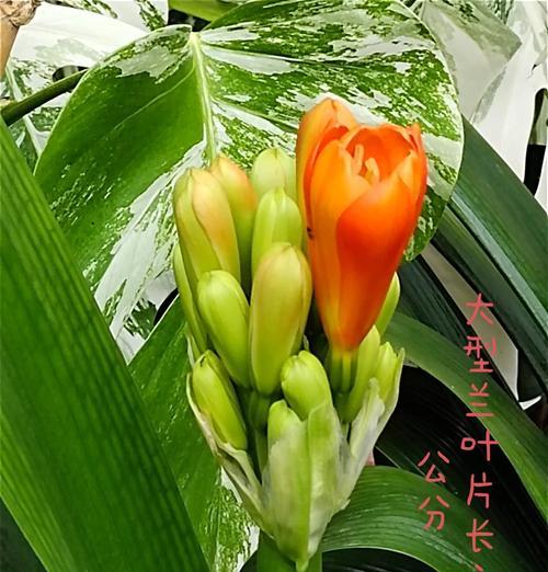 君子兰只长叶不开花的解决方法是什么？