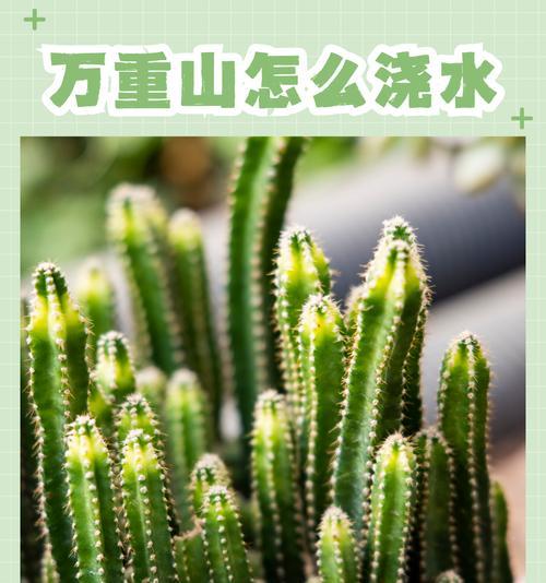 仙人掌万重山的养护要点是什么？