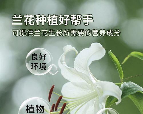 君子兰和蝴蝶兰有何不同？各自的特征是什么？