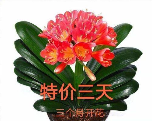 君子兰和蝴蝶兰有何不同？各自的特征是什么？