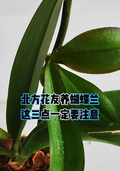 君子兰和蝴蝶兰有何不同？各自的特征是什么？