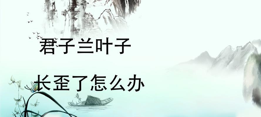 君子兰叶子长歪了怎么办？如何调整？