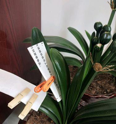 君子兰叶子长歪了怎么办？如何调整？