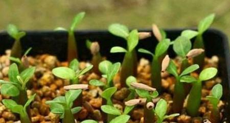 大包种子玫瑰花的种植步骤是什么？