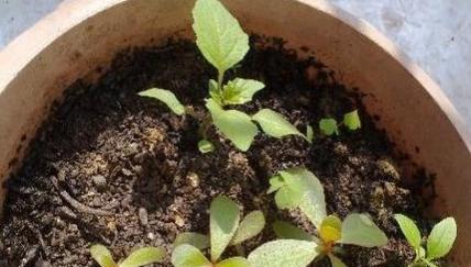 大包种子玫瑰花的种植步骤是什么？