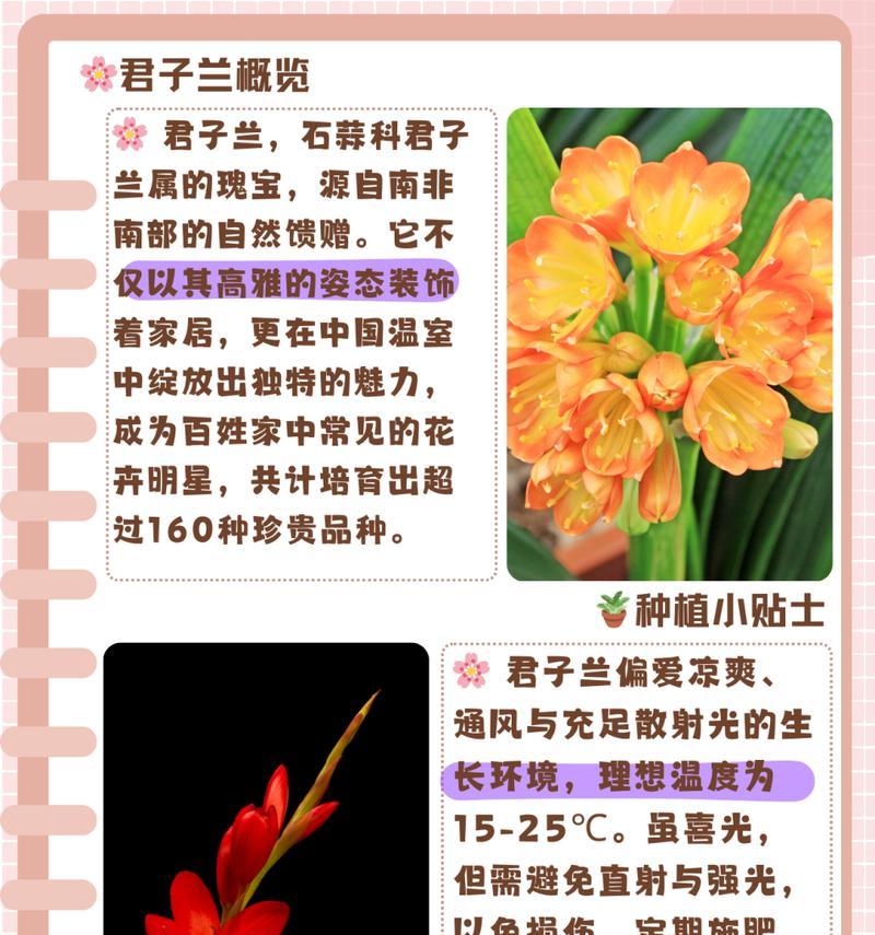 君子兰中华玉剑好养吗怎么养？中华玉剑的养护方法有哪些？