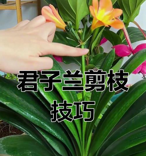 君子兰中华玉剑好养吗怎么养？中华玉剑的养护方法有哪些？