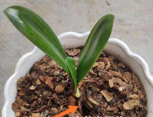 绿色君子兰与六角花盆的搭配技巧是什么？