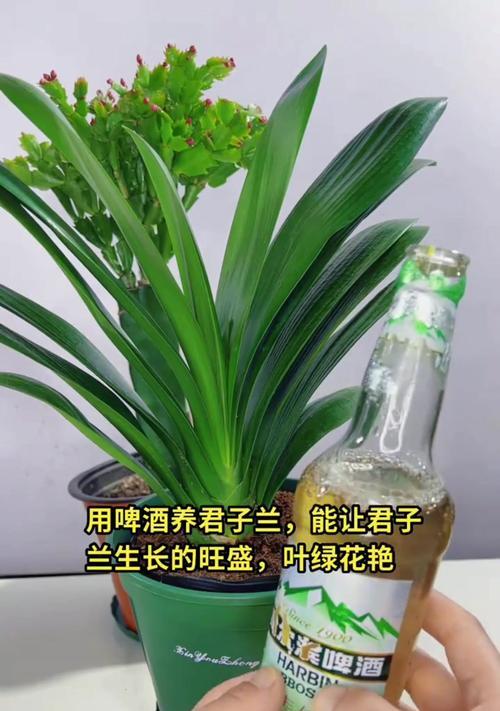 君子兰浇啤酒兑水比例是多少？怎样正确操作？