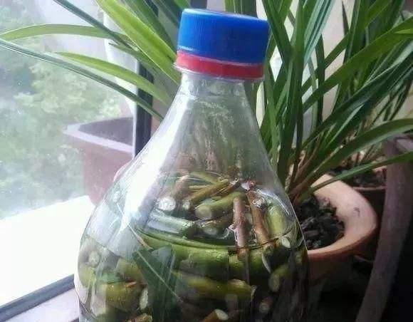君子兰浇啤酒兑水比例是多少？怎样正确操作？