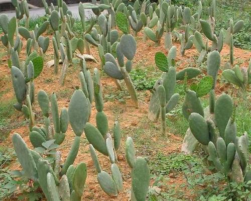 秋天种植仙人掌的最佳方法是什么？