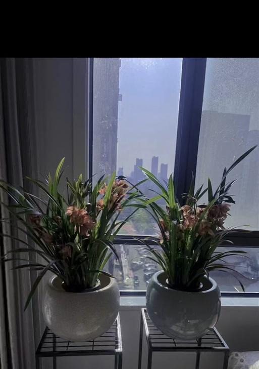 秋天种植仙人掌的最佳方法是什么？