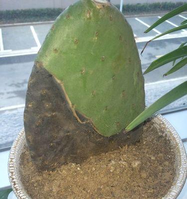 仙人掌根部腐烂怎么办？如何正确种植？