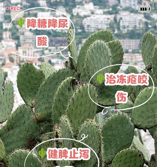 仙人掌根部腐烂怎么办？如何正确种植？
