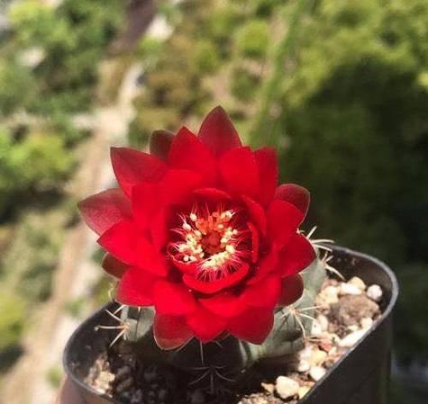 仙人球不开花的原因是什么？如何促进其开花？