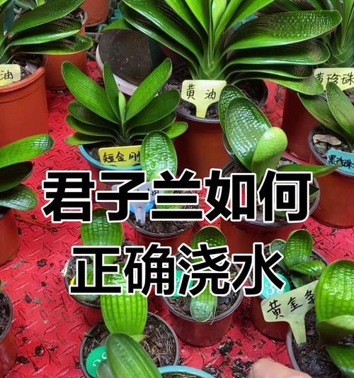 冬季君子兰扦插养护与浇水技巧是什么？