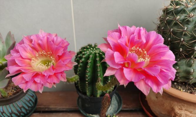小仙人球花苞过多该如何处理？怎样确保顺利开花？