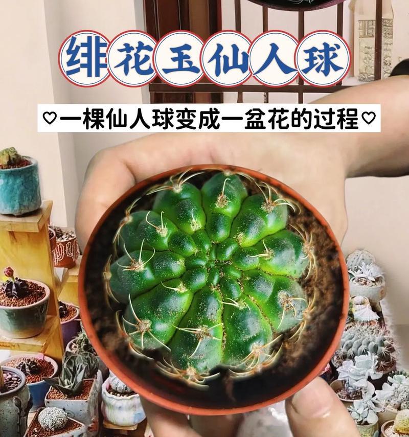 小仙人球花苞过多该如何处理？怎样确保顺利开花？