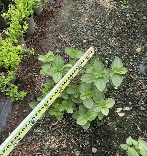 牡丹花在高温下是否开得快？如何正确养护牡丹花？
