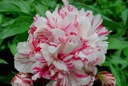 哪些牡丹花品种最为名贵？它们有何特点？