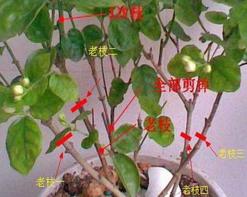 玫瑰花不开花的养护方法是什么？
