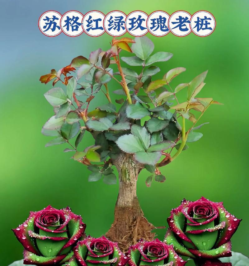 春季插玫瑰花的美观技巧是什么？