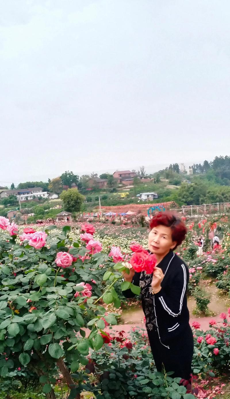 春季插玫瑰花的美观技巧是什么？