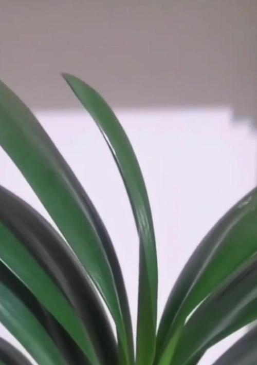 纯松枝土载君子兰换盆后的浇水方法？