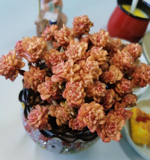 牡丹花的土壤选择有何讲究？怎样才能养得更好？