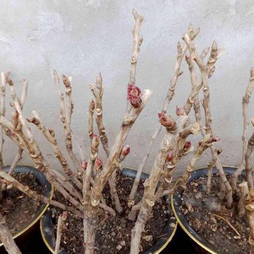 牡丹花的土壤选择有何讲究？怎样才能养得更好？