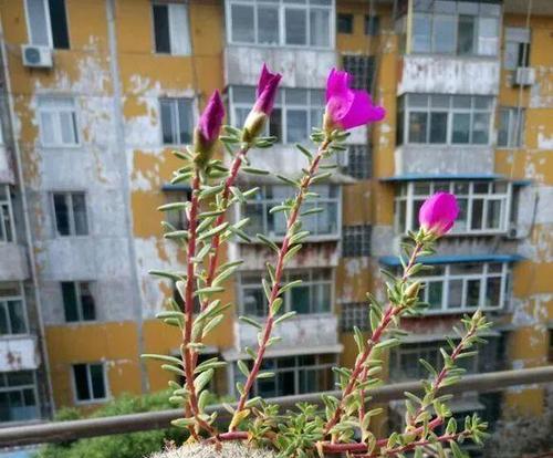 仙人球插太阳花可行吗？正确的养护方法是什么？