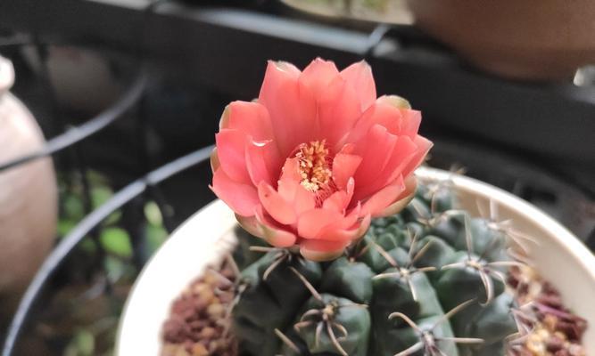 有颜色的仙人球品种有哪些？如何区分不同颜色的仙人球？