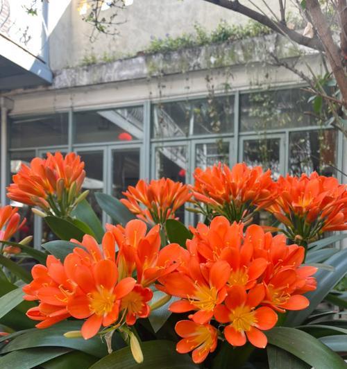 君子兰开花时应该注意什么？