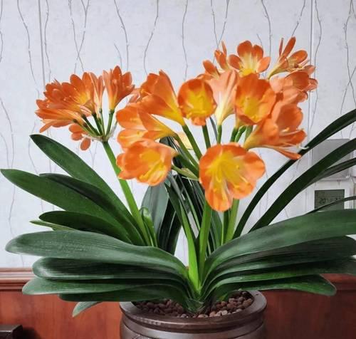 君子兰开花时应该注意什么？