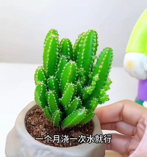 仙人掌搭配绿植盆栽怎么养？如何搭配和养护仙人掌绿植盆栽？