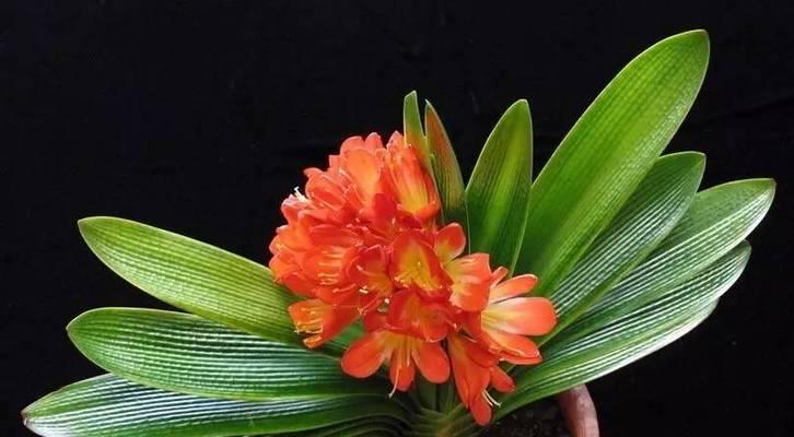 君子兰翻瓣花的种植方法是什么？需要注意哪些事项？