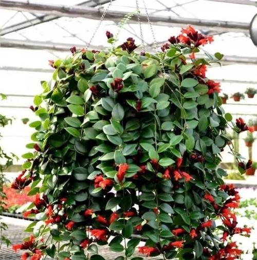 君子兰翻瓣花的种植方法是什么？需要注意哪些事项？