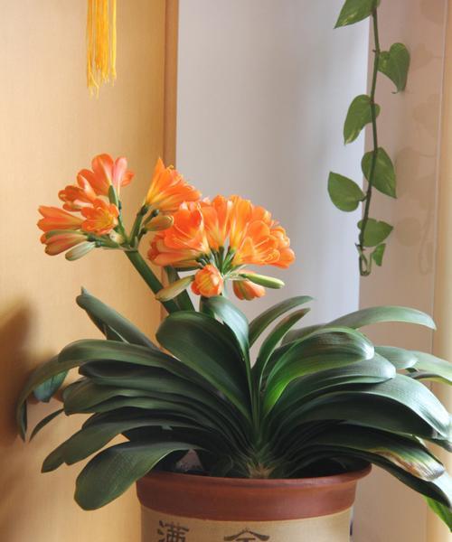 君子兰翻瓣花的种植方法是什么？需要注意哪些事项？