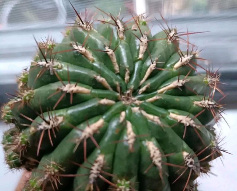 仙人球裂开根部发黄的预防方法是什么？