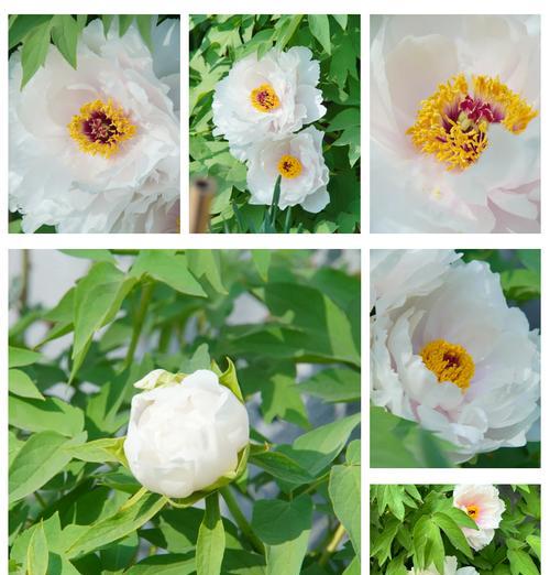 牡丹花种子种植方法是什么？