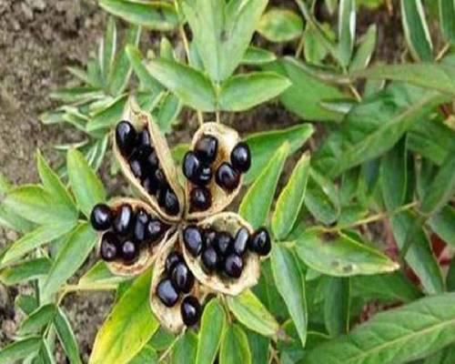 牡丹花种子种植方法是什么？