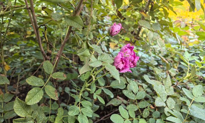 玫瑰花适合与哪些花卉搭配种植？